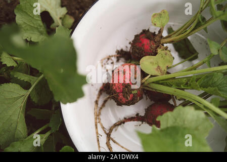 Frische organische Radieschen im Garten Stockfoto