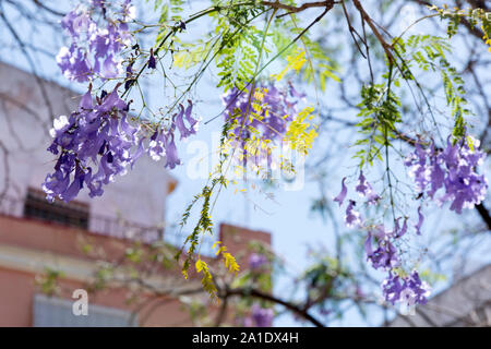 Blühenden Jacaranda tree branches in Sevilla, Spanien. Stockfoto