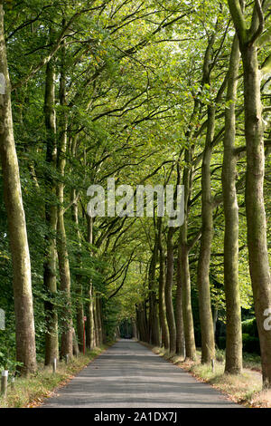 Brasschaat, Antwerpen, Belgien - einer von Bäumen gesäumten Straße zu einer Natur in Peerdsbos bewahren. Stockfoto