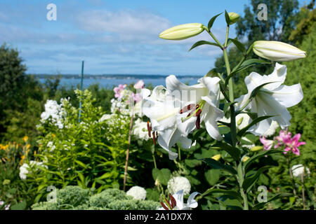 Mackinac Island, Michigan, USA - Weiße madonna Lilien (Lilium Candidum) in Blüte. Stockfoto