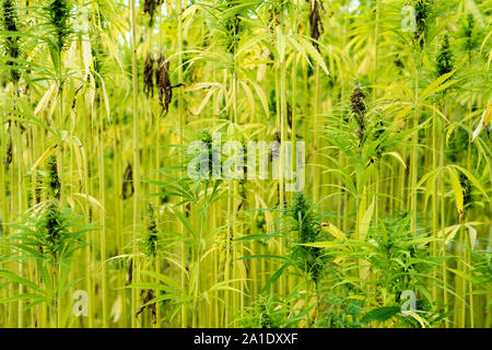 Hanf USO 31, Industrie Hanf, Cannabis sativa, Stockfoto