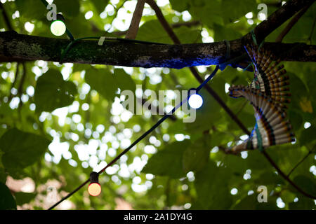 Licht durch die Blätter eines Baumes Zweig mit Ornamenten und Lichterketten in Antwerpen, Flandern, Belgien eingerichtet. Stockfoto
