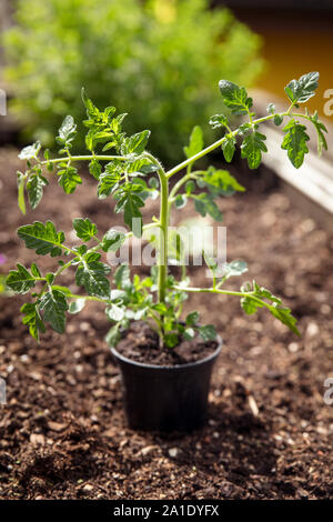 Junge Tomatenpflanze im Garten, bereit zu wachsen oben in den Boden Stockfoto