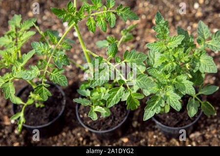 Drei Tomatenpflanzen im Boden stehend, bereit für das Pflanzen und wachsen, topview Stockfoto