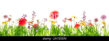 Wildblumen und grünen Grashalmen vor Weiß mit Copyspace, Banner Stockfoto