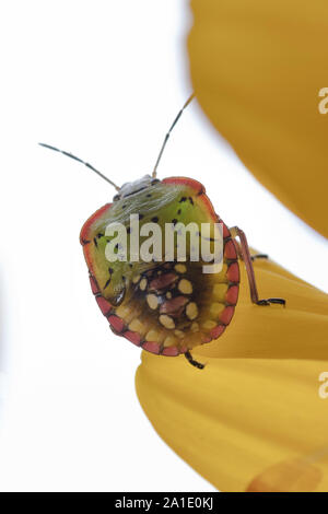 Nezara viridula Bug oder südlichen Grün stinken Bug auf eine Sonnenblume. Eine extreme Nahaufnahme von einem stinken Bug. Stockfoto