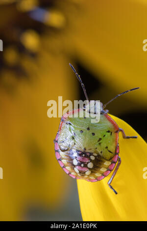 Nezara viridula Bug oder südlichen Grün stinken Bug auf eine Sonnenblume. Eine extreme Nahaufnahme von einem stinken Bug. Stockfoto