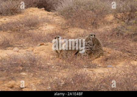 Eine Familie von Erdmännchen-Suricata suricatta - durch ihren Bau in der Morgendämmerung; Oudsthoorn, die Karoo, Südafrika Stockfoto