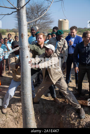 Der Herzog von Sussex (Mitte) unterstützt die Pflanze ein Baobab Baum während einer baumpflanzung Veranstaltung mit lokalen Kinder, in den Chobe National Park, Botswana. Stockfoto