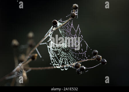 Morgentau in Cobwebs Stockfoto