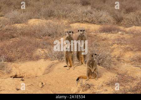 Erdmännchen - Suricata Suricatta; Gruppe von Erdmännchen durch ihren Bau in der Morgendämmerung; Oudsthoorn, der Karoo, Südafrika Stockfoto