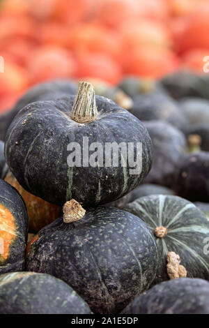 Viel Rot und Blau kuri Squash, hokkaido Kürbisse als Hintergrund für die Zeit der Ernte Stockfoto