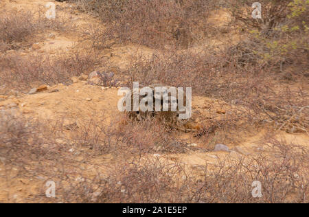 Gruppe von Erdmännchen durch ihren Bau in der Dämmerung halten warm; Oudsthoorn, die Karoo, Südafrika Stockfoto