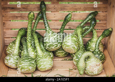 Lagenaria siceraria, viel Calabash oder Flasche Kürbis in einem hölzernen Kasten Stockfoto