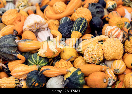 Viele kleine Zierkürbisse oder Dekokürbisse, Hintergrund für Dekoration im Herbst Stockfoto