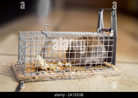 Maus in einem Live Capture Mausefalle auf den Boden der Küche, live catch Trap Stockfoto