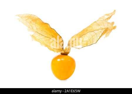 Frische rohe Physalis, auf weißem Hintergrund Stockfoto