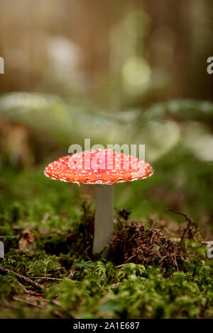 Amanita Muscari, Roter amanita Fly Agaric oder im Wald oder den Wald fliegen Stockfoto