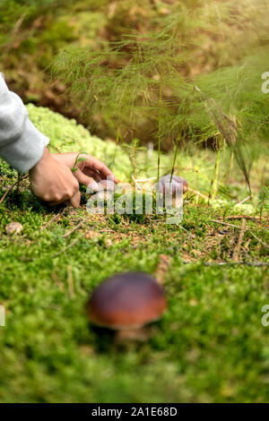 Steinpilzen oder Steinpilze eduli im Wald, Frau Schneiden der Pilz mit einem Messer Stockfoto