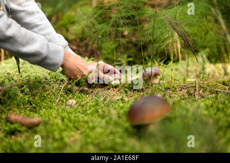 Boletus edulis in den Wald, Pilze sammeln und Finden der Gourmet Pilze Stockfoto