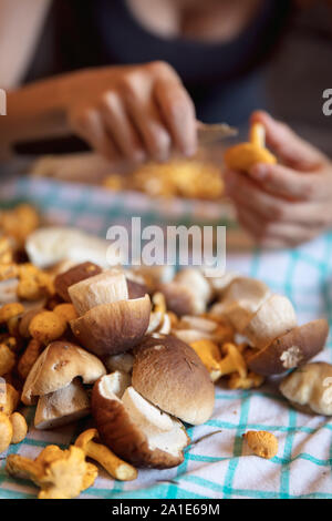 Steinpilze und Pfifferlinge in der Front, Frau reinigen der Pilze im Hintergrund Stockfoto