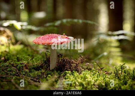 Amanita muscari, agric Pilz im Wald, Fliegenpilz und Gift Fliegen Stockfoto
