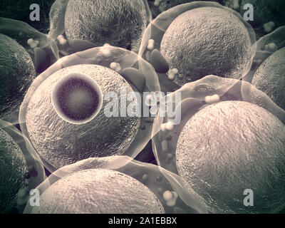 Fat-Zellen und Makrophagen, Feld von Fettzellen, hochwertige 3D-Render von Fettzellen, Cholesterin in den Zellen, Zellen, Wirkmechanismus von insul Stockfoto