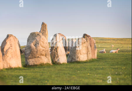 Schaf mit Steinen Schiff des alten Ale-Einstellung aus der Eisenzeit, Kaseberga in der Nähe von Ystad, Skåne, Schweden. Skandinavien Stockfoto