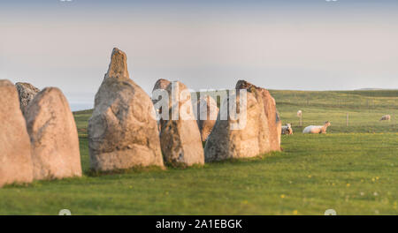 Schaf mit Steinen Schiff des alten Ale-Einstellung aus der Eisenzeit, Kaseberga in der Nähe von Ystad, Skåne, Schweden. Skandinavien Stockfoto