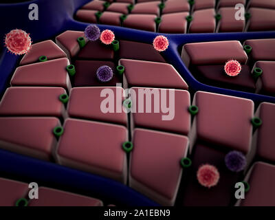 Virus die Zellen atack, Lebererkrankungen, Virus, das die Lungen in Angriff, der Prozess der Infektion von Zellen Stockfoto