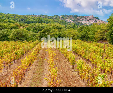 Symmetrische Reihen der Weinreben in einem französischen Weinberg im Herbst, im Luberon Region der Provence, und das malerische Dorf von Lacoste im Hintergrund Stockfoto