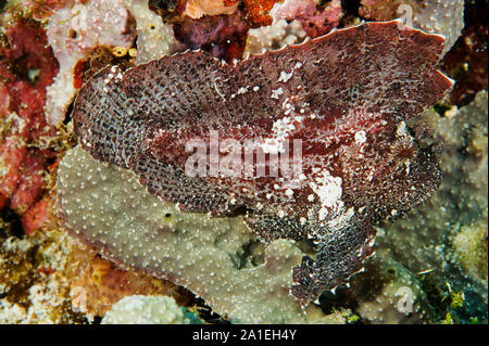 Leaf scorpionfish, Taenianotus triacanthus, Sulawesi Indonesien. Stockfoto