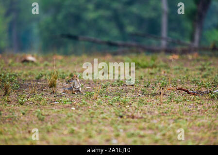 Natur gemälde landschaft von Indischen Schakal oder Canis aureus indicus Himalayan Schakal oder Golden schakal am frühen Morgen blaue Stunden in Kanha National Park Stockfoto