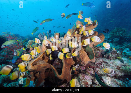 Kleins Falterfische, Chaetodon kleinii, Fütterung auf riffbarsche Eier auf einer massiven Schwamm, Sulawesi, Indonesien. Stockfoto