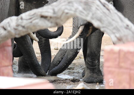 Elefanten am Wasserloch Stockfoto