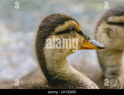 Close up Portrait von niedlich und liebenswert Entlein Schwimmen im Teich, im Frühling. Atemberaubende britische Wildlife. Helle natur Bild mit selektiven Fokus. Stockfoto