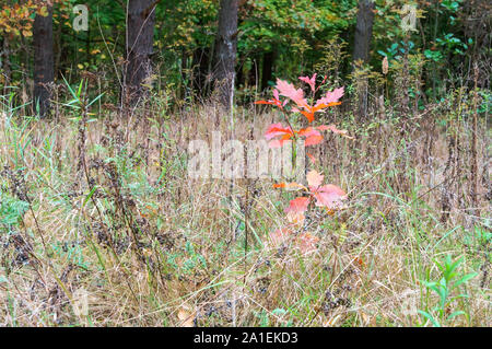 Herbst Wald, jungen Baum mit roten Blättern, skandinavischen Eiche Stockfoto
