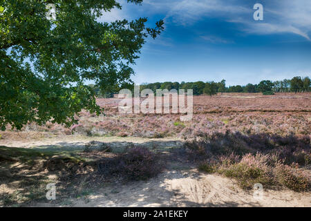 Heather Felder im September im Nationalpark Veluwezoom mit Bäumen und blauer Himmel Stockfoto