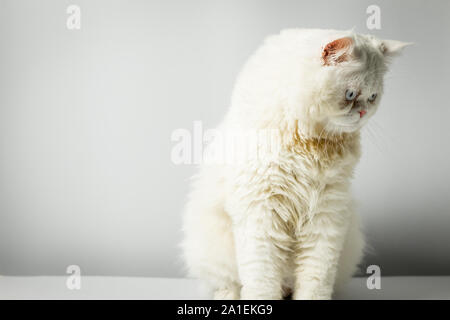 Weißer Perser Katze mit Wolle, dass die Stirn runzeln auf weißem Hintergrund. Perser Kater flauschigen weißen im Studio. Weiße Katze niedliche pelzige und finsteren Blick. Stockfoto