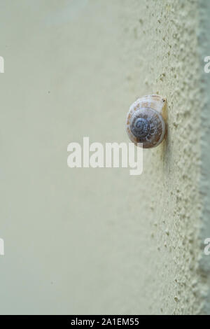 Eine Schnecke auf einem gelben wand Stockfoto