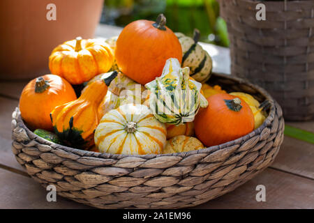 Weidenkorb mit dekorativen Zwerg Kürbisse orange grün, weiß, gestreift, Pickliger. Ernte Herbst Gemüse in einem Korb. Ein Bündel von Reife Kürbisse Stockfoto