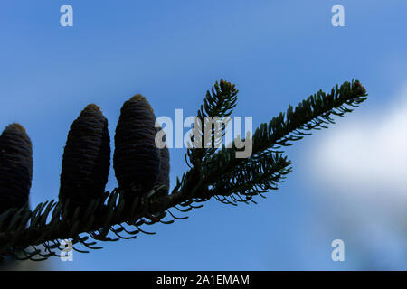 Dunkle Silhouette des Alpinen abies lasiocarpa Immergrüne Nadelwald Baum mit Nadeln und schönen blauen Kegel vor einem strahlend blauen Himmel. Twilight Kiefer si Stockfoto