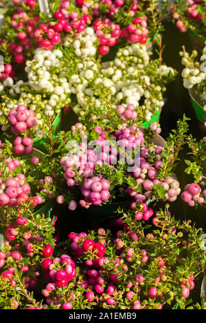 Gaultheria mucronata überreifen Herbst Früchte. Beeren weiß rosa Pernettya Gaultheria, Ansicht von oben Hintergrund vertikal Stockfoto