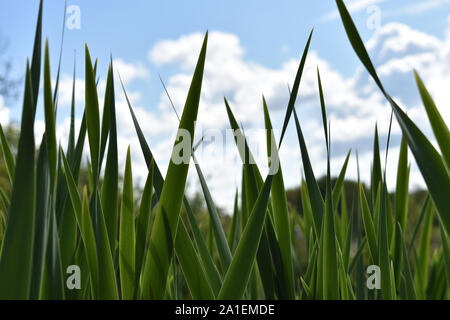 Grüne Gras vom Boden aus mit blauem Himmel im Hintergrund Stockfoto