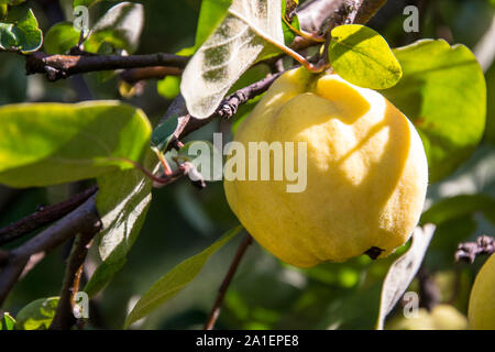 Gelbe Quitte Früchte an einem Baum mit grünen Blättern reif, Blätter im Herbst, im Spätsommer in den Bereichen Nahrungsmittel, Landwirtschaft organische Garten - tagsüber Stockfoto