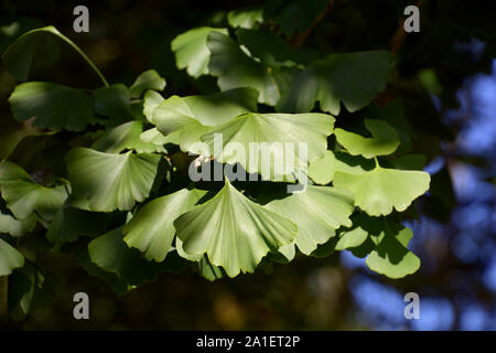 Ginkgo biloba oder maidenhair Tree Blätter an einem Baum im Spätsommer in Deutschland, gingko Blätter close-up Stockfoto