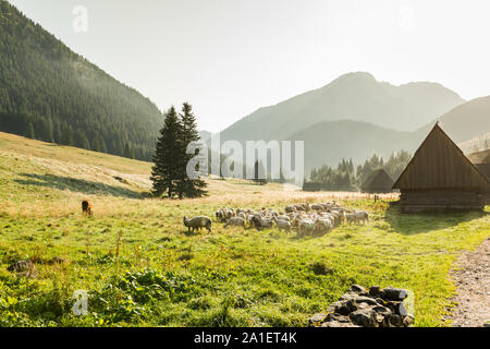 Schafe auf der Wiese am frühen Morgen in Tatra Chocholowska Tal, Polen. Stockfoto