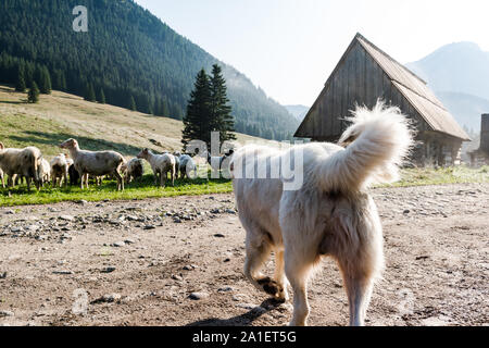 Weisser Schäferhund Hund bewacht Schafe Schafe grasen in der Hohen Tatra, Polen. Stockfoto