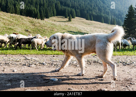 Weisser Schäferhund Hund bewacht Schafe Schafe grasen in der Hohen Tatra, Polen. Stockfoto