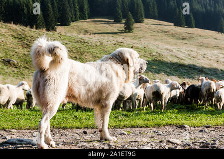 Schäferhund bewacht Schafe Schafe grasen in Chocholowska Tal, Polen. Stockfoto